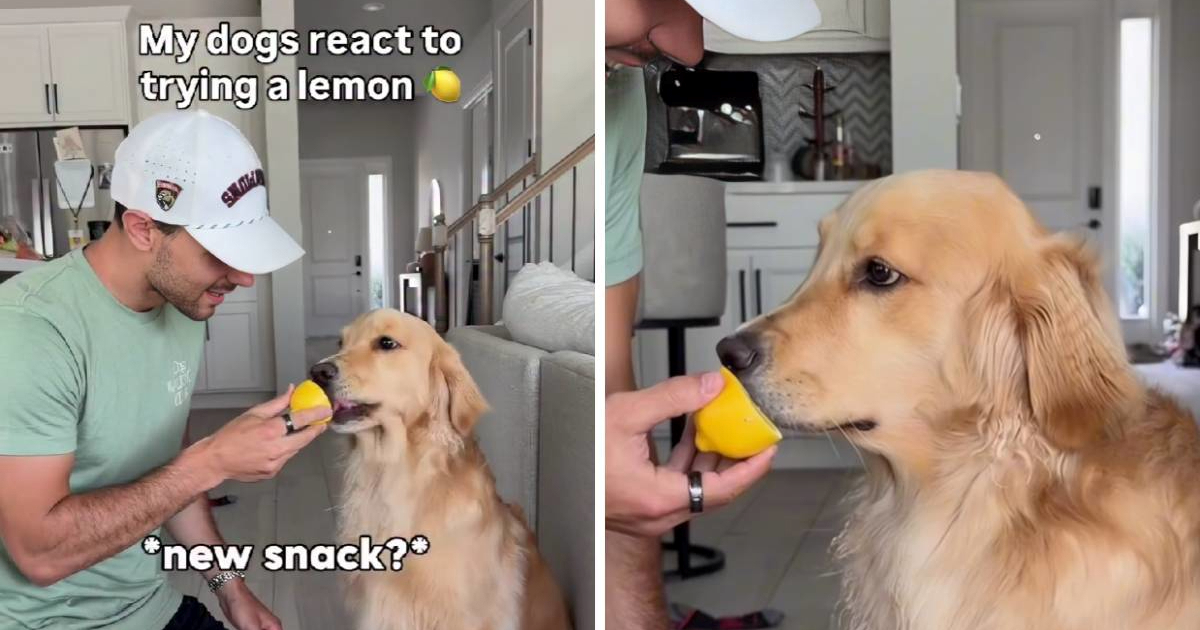 Zlatni retriver probao limun, njegova reakcija je sve 😂