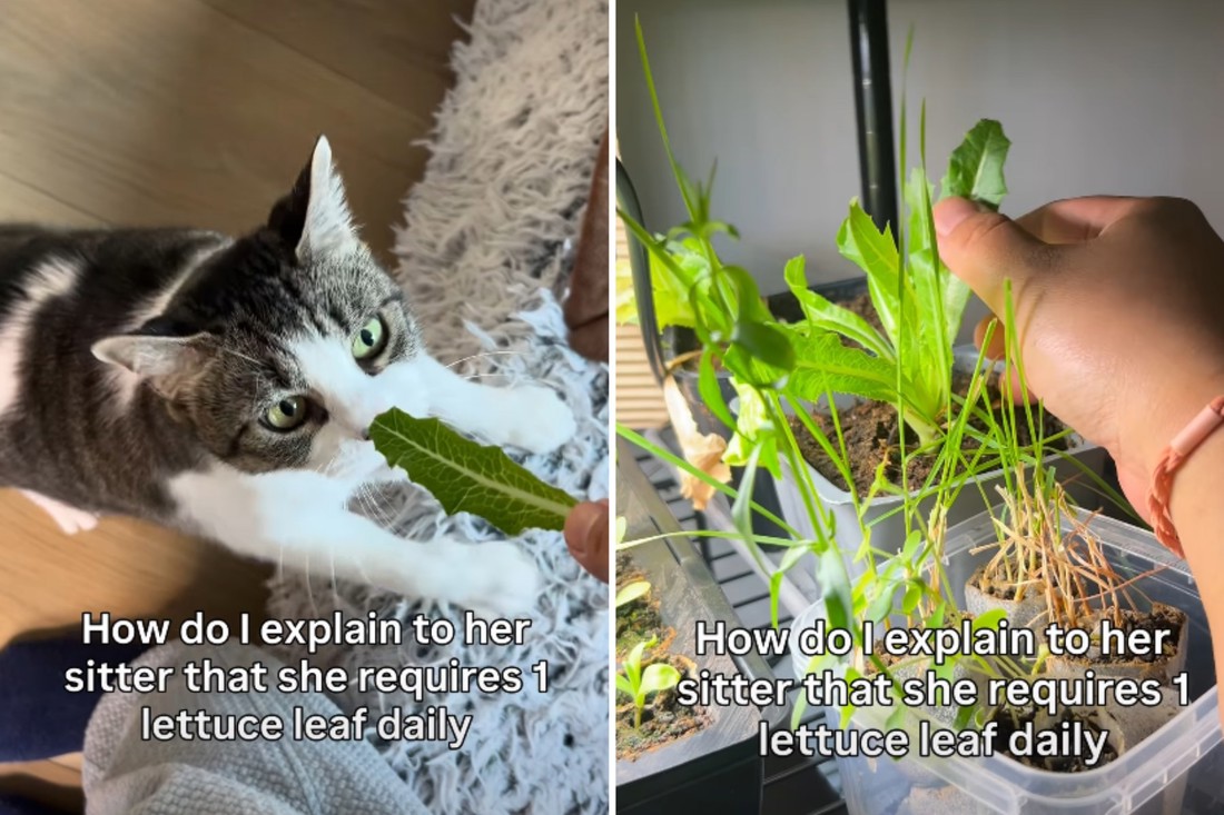 Upoznajte mačku koja jede list salate dnevno