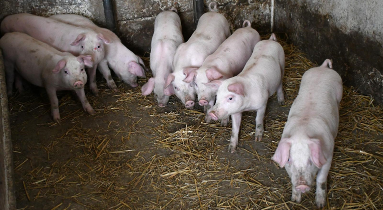 Svinjogojci: Izvozimo svinje na klanje u susjednu državu. Kod nas je klanje preskupo