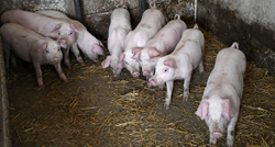Svinjogojci: Izvozimo svinje na klanje u susjednu državu pa ih vraćamo