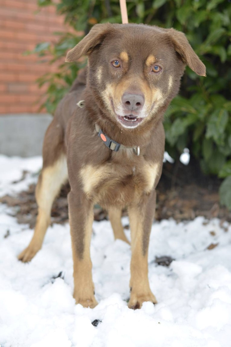Pogledajte ove okice: Veseljak Bon traži dom, vlasnici su ga se morali odreći