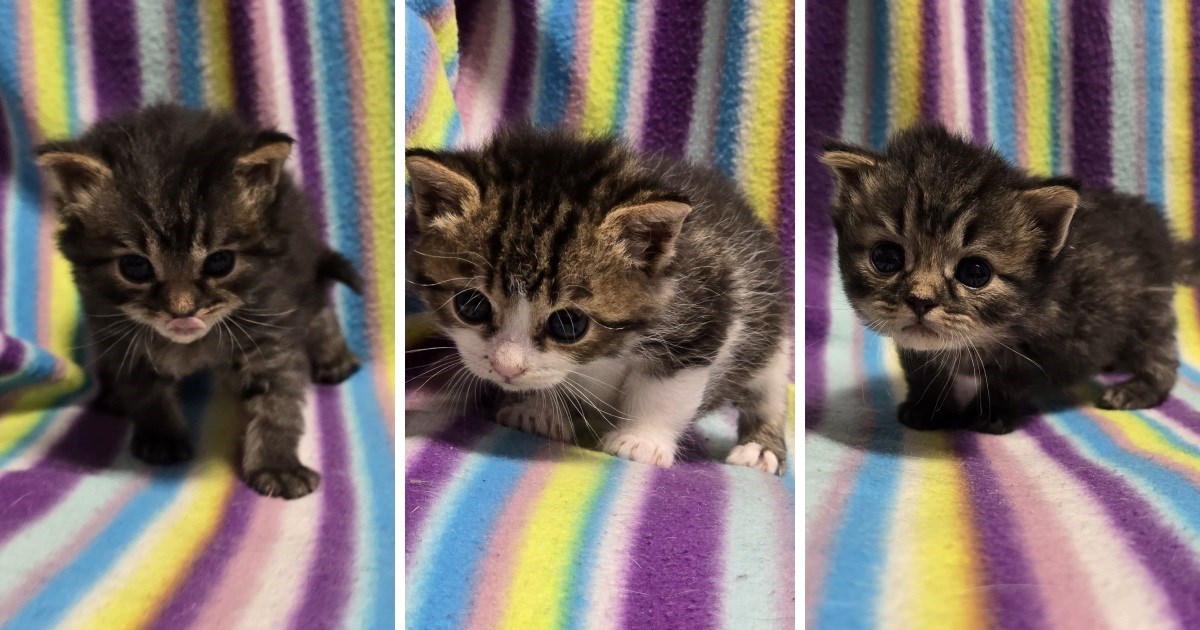 Netko je mačiće ostavio na groblju u Granešini, sada im u Dumovcu traže nove vlasnike