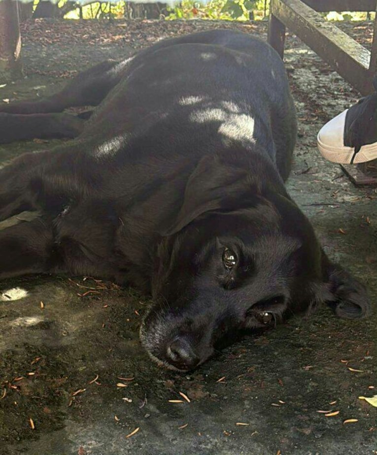 Moli traži dom: Nakon 12 godina ostala je sama u dvorištu