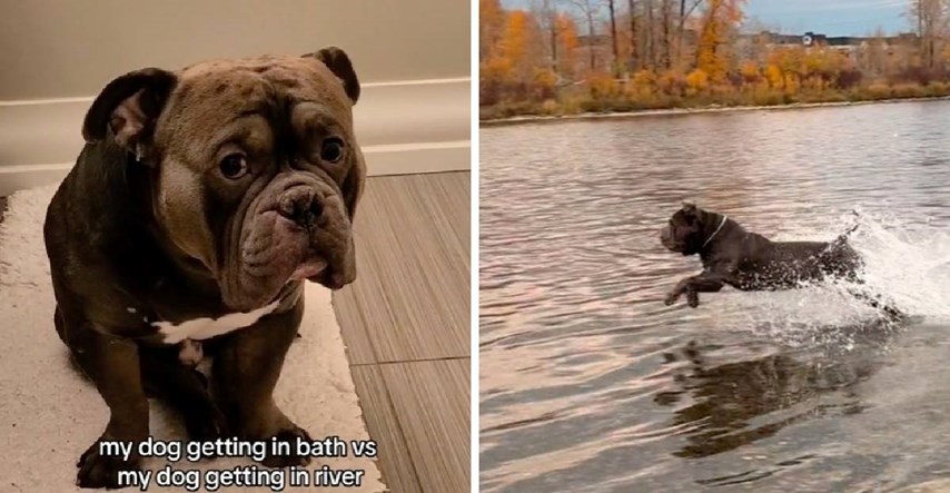 6 mil. pregleda: Pas obožava plivanje, ali za kupanje misli da je najgora stvar