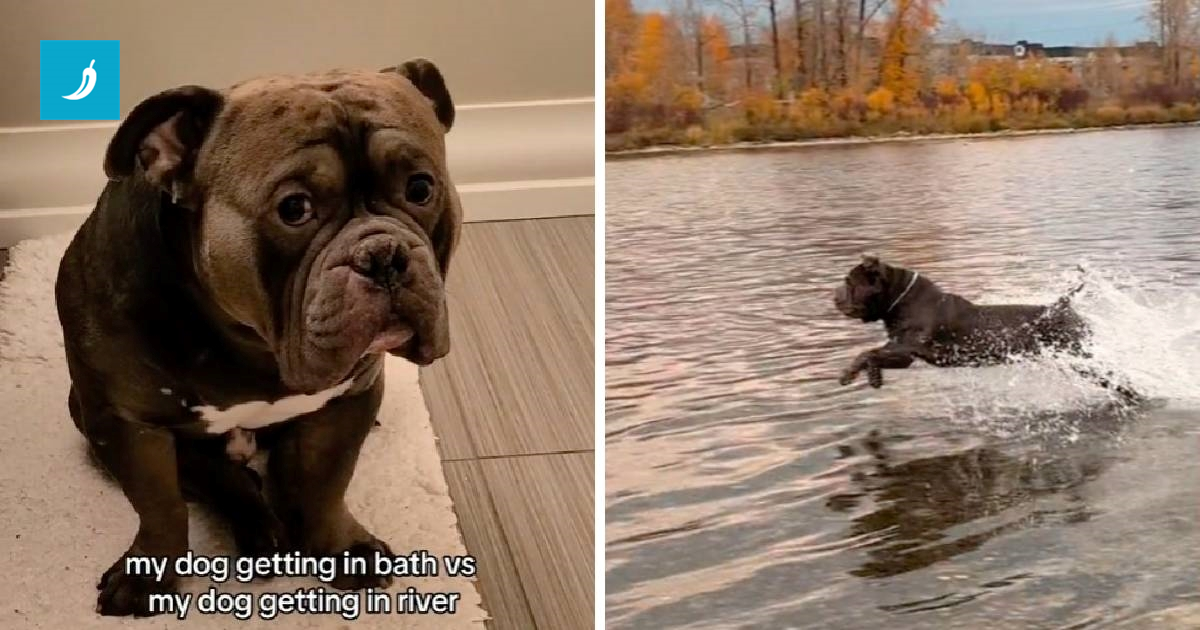 Ovaj pas obožava plivanje, ali za kupanje misli da je najgora stvar na svijetu