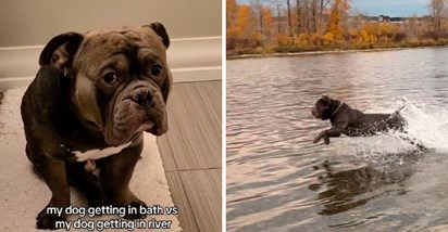6 mil. pregleda: Pas obožava plivanje, ali za kupanje misli da je najgora stvar