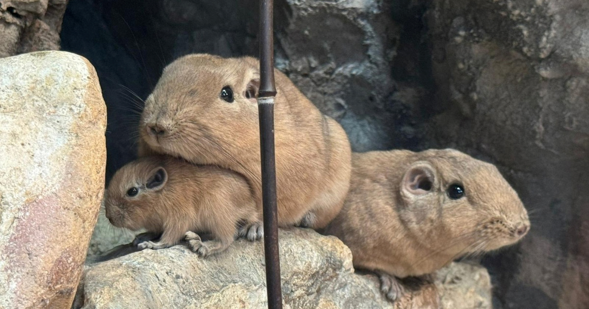 U Zagrebu prvi put na svijet došli gundiji, užasno su slatki 🥰