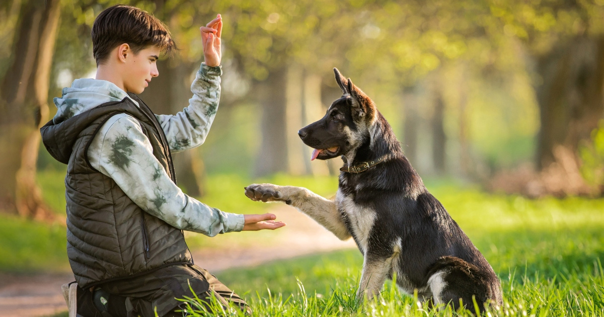 Greške u dresuri: 7 razloga zašto vas pas ignorira