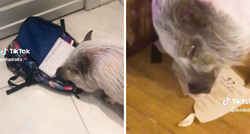 VIDEO Ova svinja ima neobičan hobi - iz školske torbe izvlači zadaću i jede je