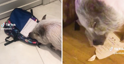 VIDEO Ova svinja ima neobičan hobi - iz školske torbe izvlači zadaću i jede je