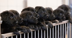 Najveće leglo u povijesti pasa vodiča: Kuja na svijet donijela 16 štenaca