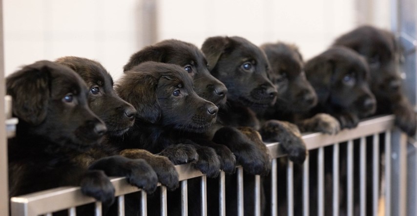 Najveće leglo u povijesti pasa vodiča: Kuja na svijet donijela 16 štenaca