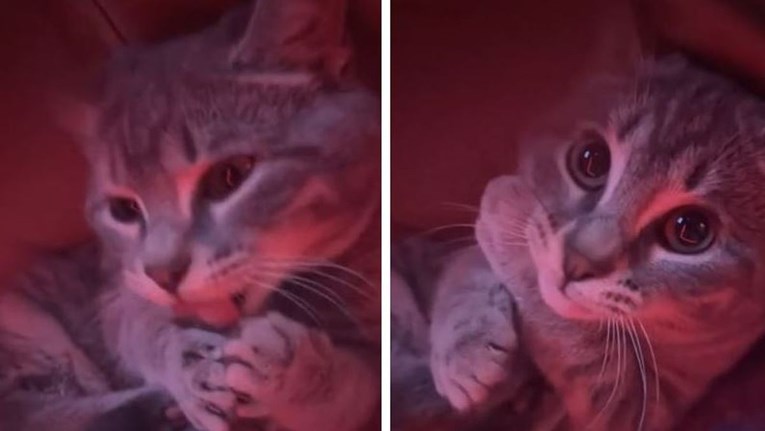 VIDEO Vlasnik snimao mačku kako si liže rep, ona se zasramila kad je vidjela kameru
