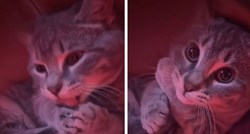 VIDEO Vlasnik snimao mačku kako si liže rep, ona se zasramila kad je vidjela kameru