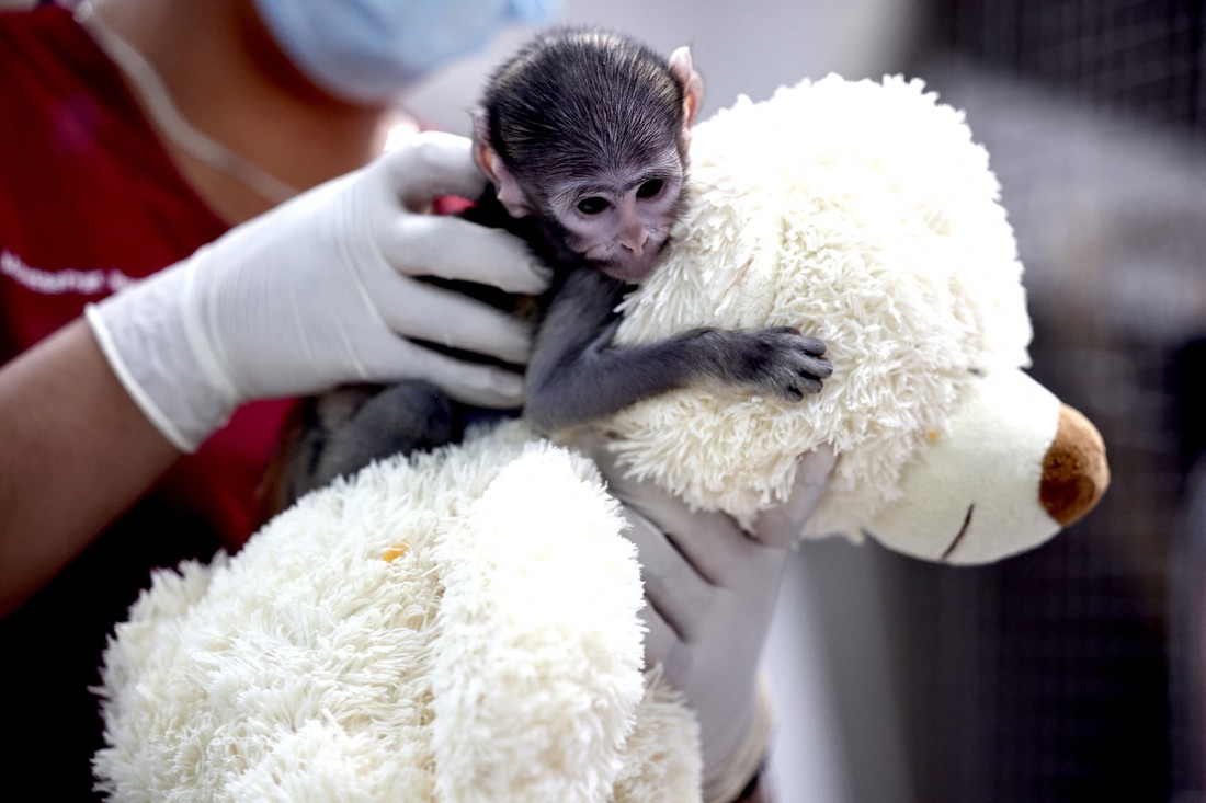 Novi Punch. Majmunčić Yuji utjehu našao u plišanoj igrački