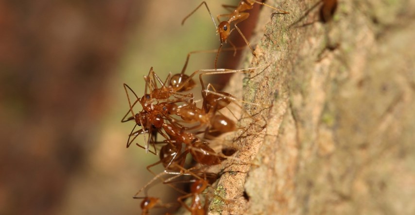 Australski grad se bori sa žutim ludim mravima, angažirali helikopter i dronove