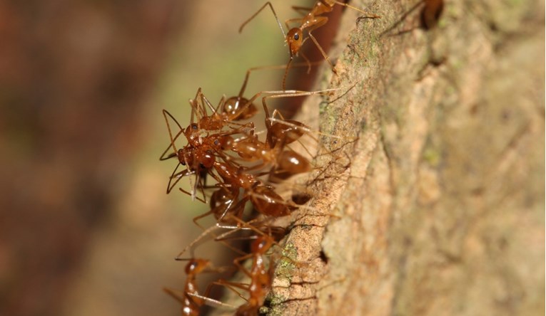 Australski grad se bori s invazijom ludih mrava, angažirali helikopter i dronove