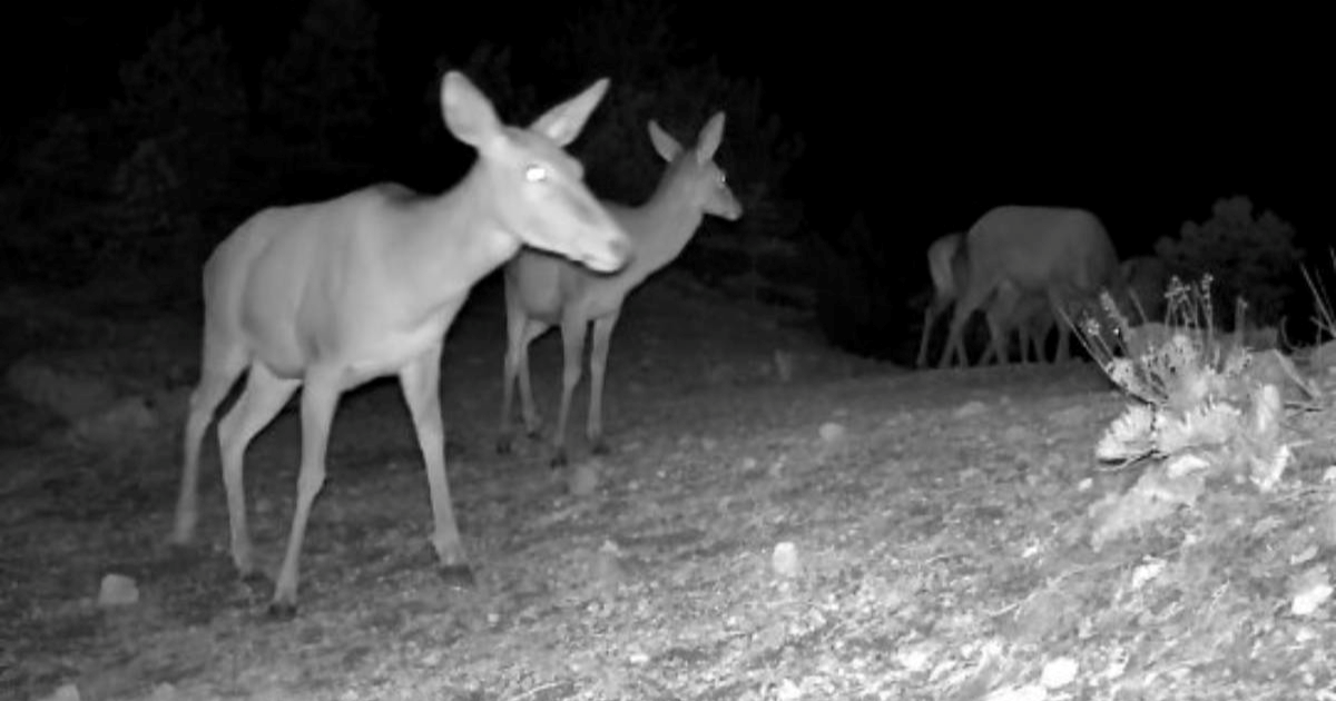 VIDEO Kamere u Paklenici snimile pravo životinjsko carstvo