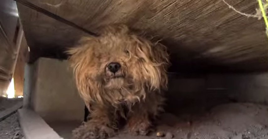 Nakon smrti vlasnika, pas se još godinu dana krio i čekao ga da dođe