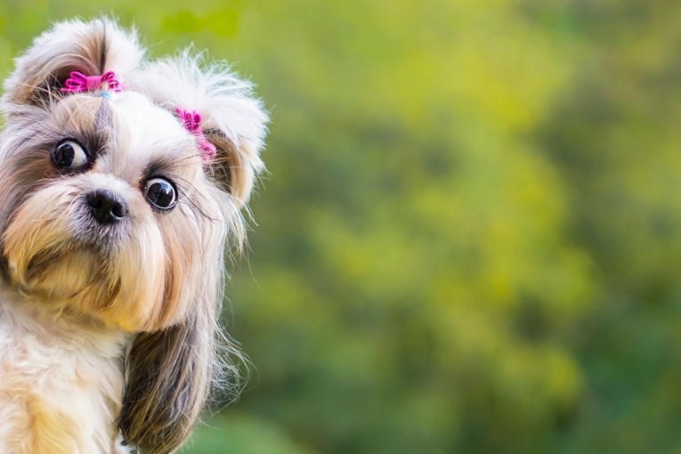 7 neobičnih ponašanja pasa - što točno znače