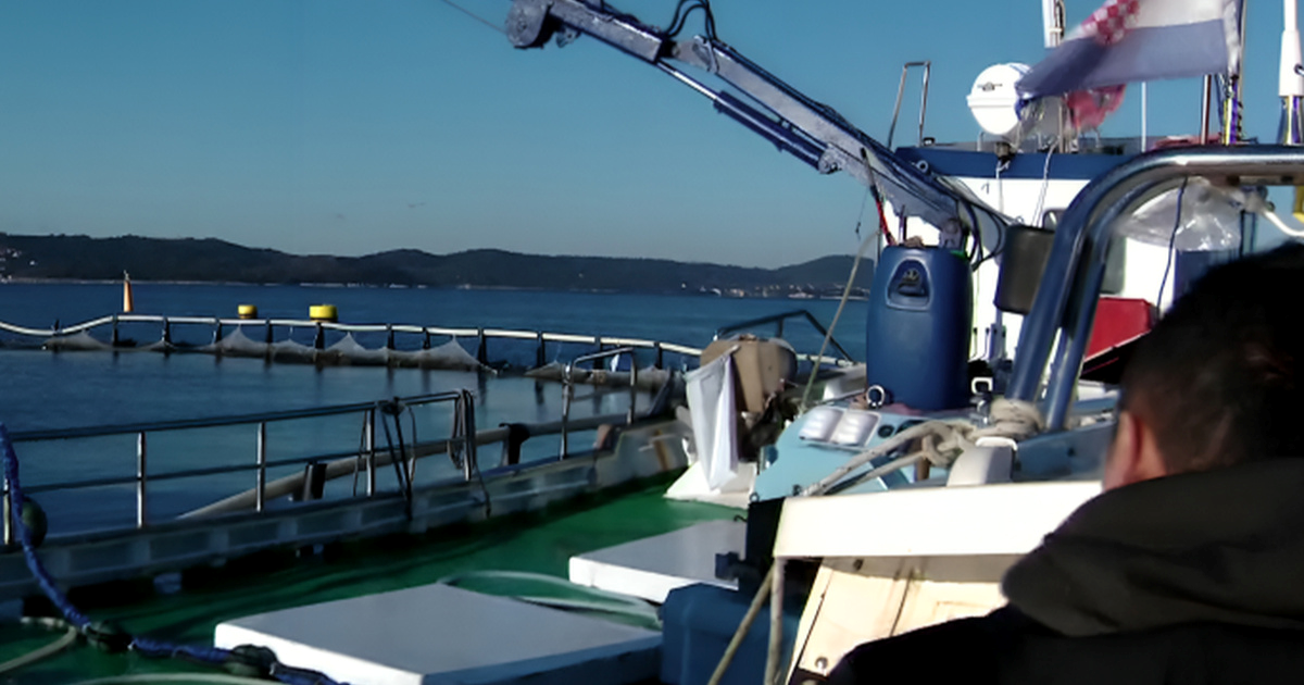 Povećava se kvota izlova tune. Uzgajivači: Problem je što cijena pada