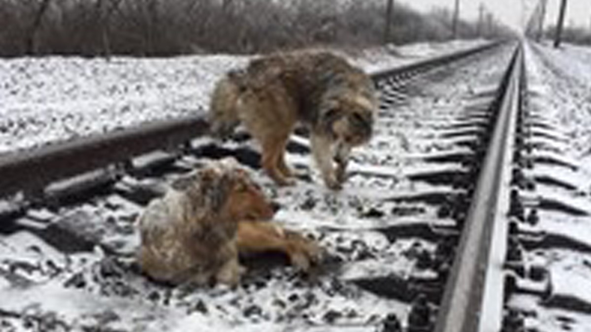 Pseći heroj ozlijeđenu prijateljicu tijelom štitio od smrti