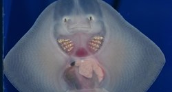 Pulski akvarij ima novu atrakciju - preslatku bebu ražu Srećka