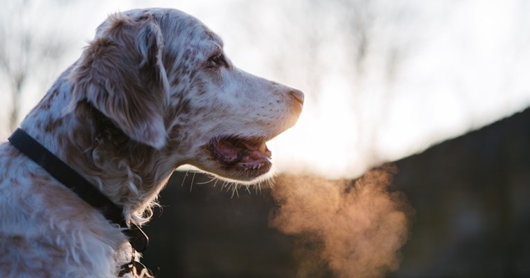 Loš zadah kod pasa: Ako miris postane intenzivniji, vrijeme je za posjet veterinaru