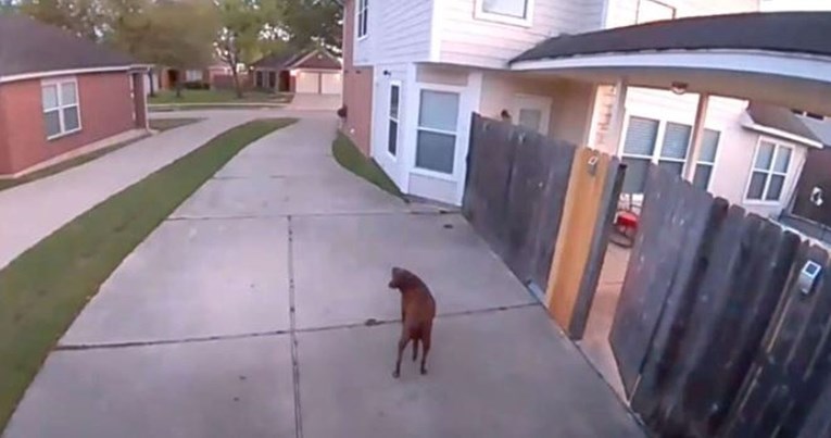Pas se iskrao iz kuće pa ubrzo shvatio da je uhvaćen u nestašluku