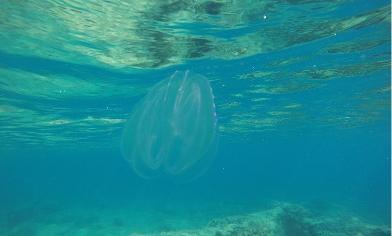 Na sjevernom Jadranu je sve više životinja nalik meduzama, prijete ribama i turizmu