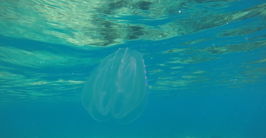 Na sjevernom Jadranu je sve više životinja nalik meduzama, prijete ribama i turizmu