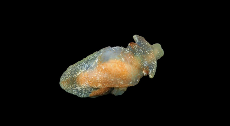 Tajanstveno morsko stvorenje otkriveno u britanskim vodama