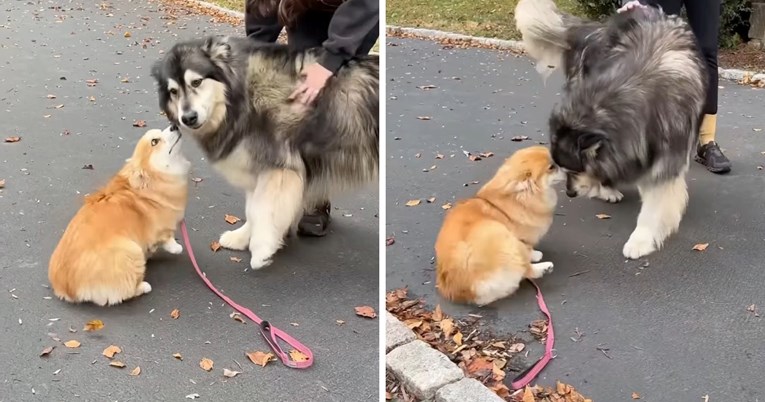 Kujica je vidjela najbolju prijateljicu nakon više od godinu dana, prizor topi srca