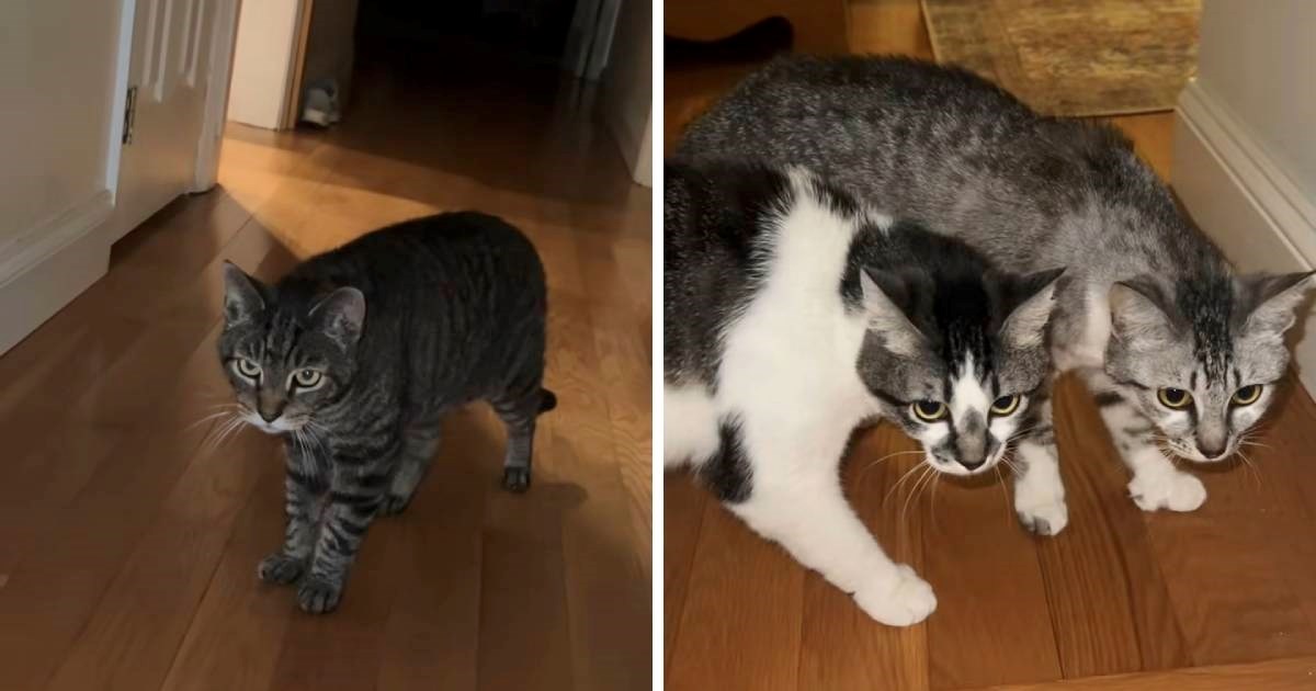 Vlasnik upoznao starog mačka s novim mačkama, susret nije prošao po planu