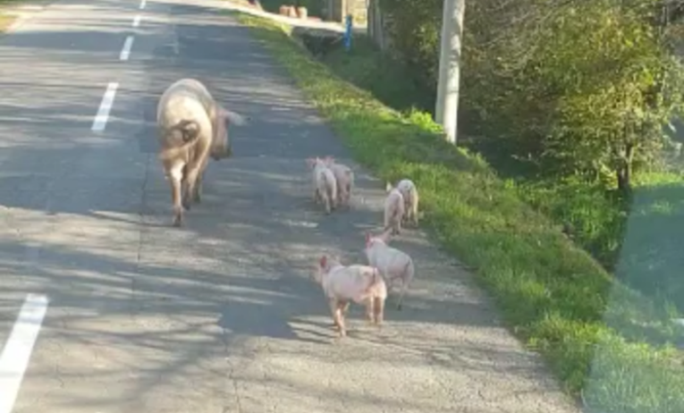 Neobičan prizor u Podravini: Mama svinja i šest praščića snimljeni u bijegu na cesti