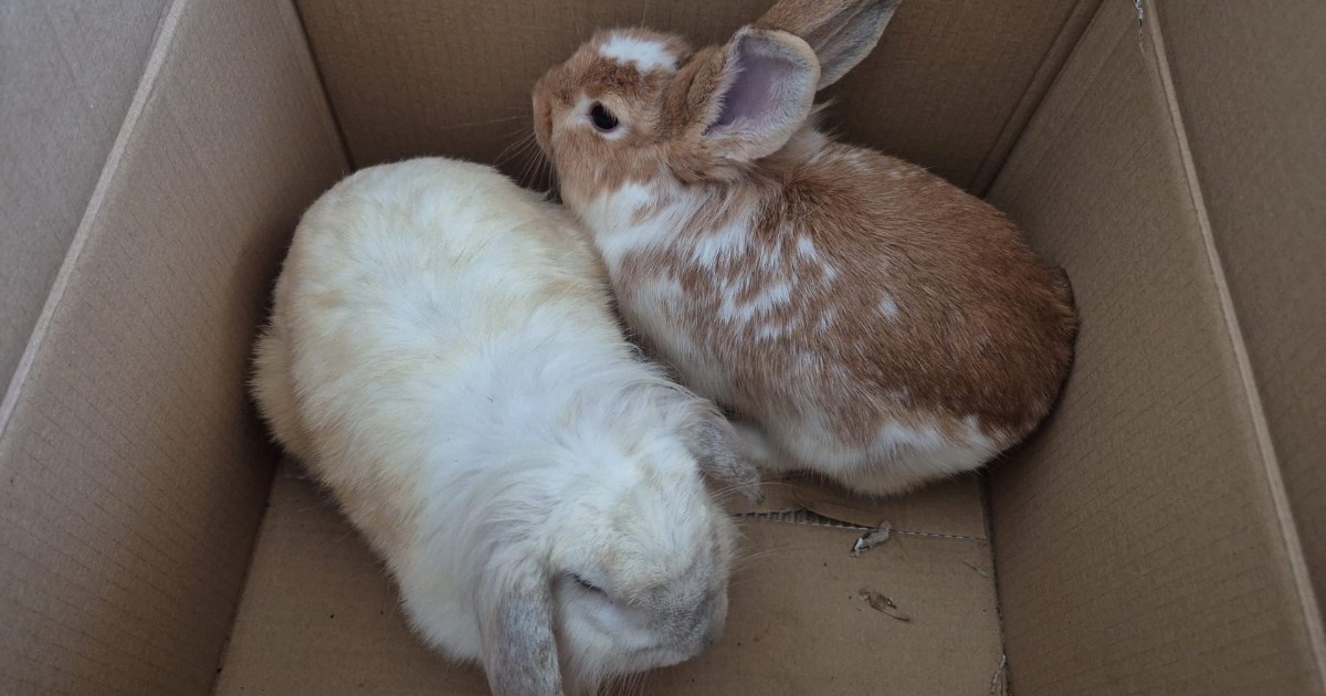 U Zagrebu su pronađena tri napuštena kunića, možete ih udomiti
