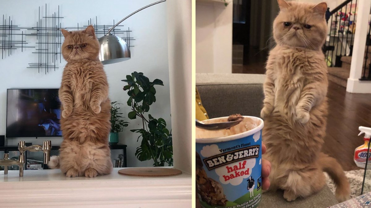 Ovaj mačak obožava glumiti da je čovjek i jednostavno je neodoljiv dok to radi