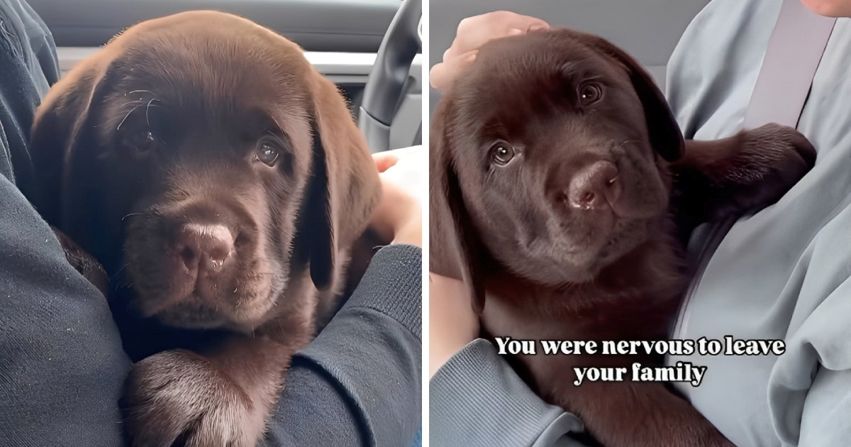 &#x160;tenac po&#x10D;eo istra&#x17E;ivati svoj novi dom, video je hit