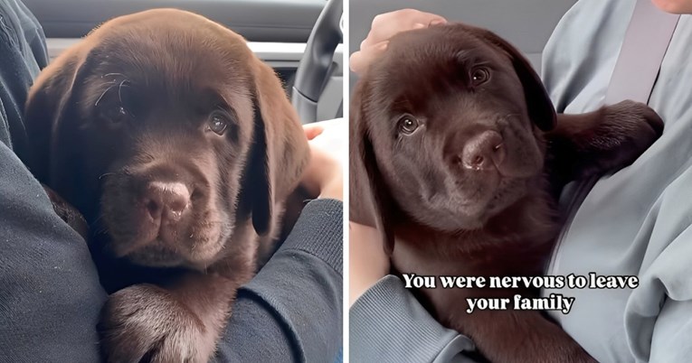 Štenac počeo istraživati svoj novi dom, video je hit