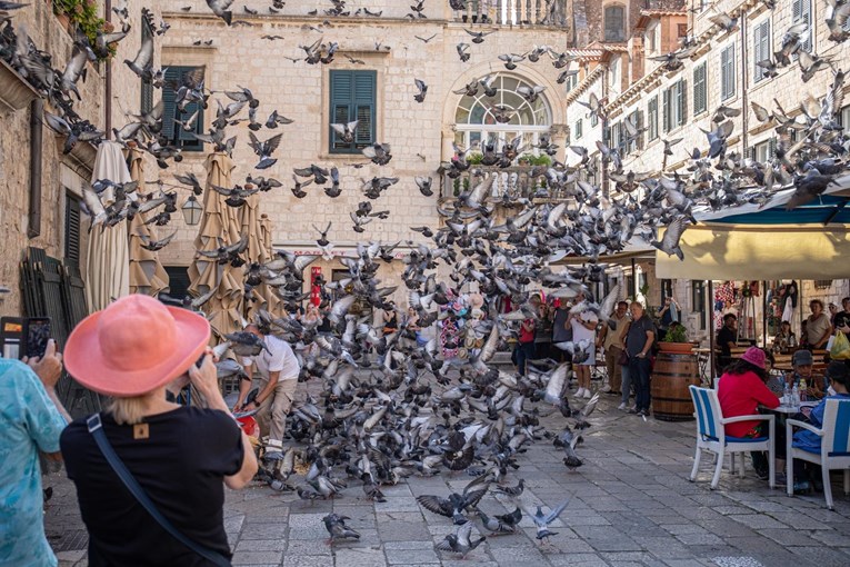 Fotka dana: Golubovi u Dubrovniku