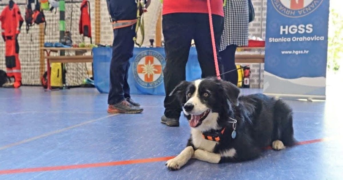 "Ružna bolest uzela je maha": Uginula je Tara, potražni pas HGSS-a Orahovica