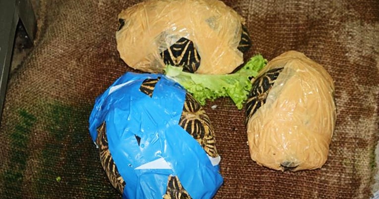 Tip u Vrgorcu nagurao 152 kornjače u devet vreća, prijavljen za mučenje životinja