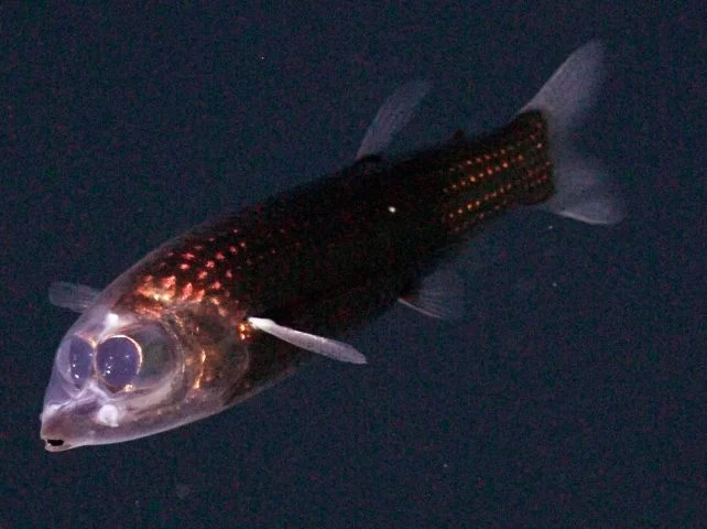 U dubinama Atlantika otkrivena dva nova izvora života, snimljene rijetke životinje