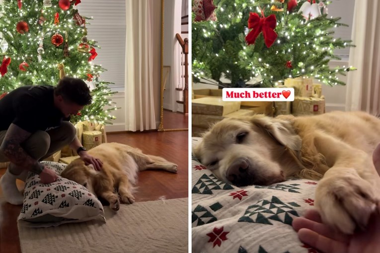 Božićna čarolija: Stari pas i njegov jastuk osvojili srca korisnika TikToka