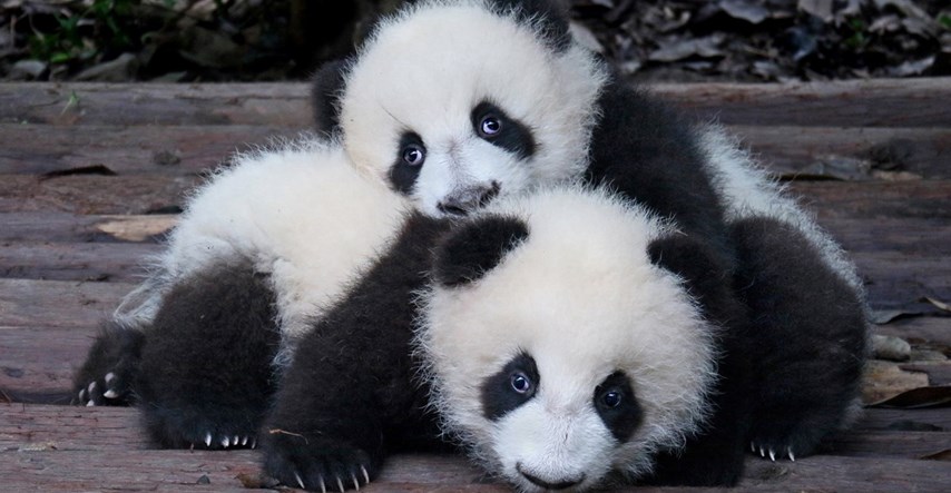 Dvije bebe pande rođene u francuskom zoološkom vrtu Beauval