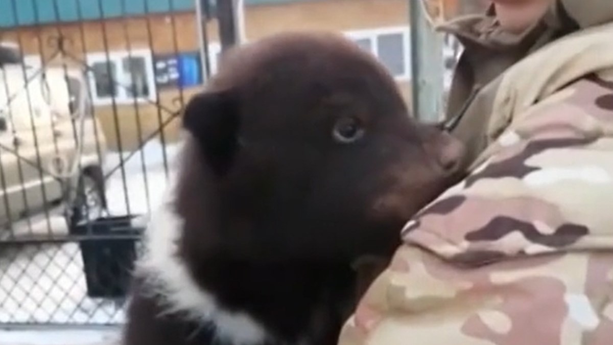 Tri bebe medvjeda pronađene u kutiji ispred skloništa za životinje u Rusiji