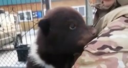 Tri bebe medvjeda pronađene u kutiji ispred skloništa za životinje u Rusiji