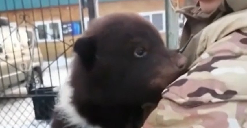 Tri bebe medvjeda pronađene u kutiji ispred skloništa za životinje u Rusiji