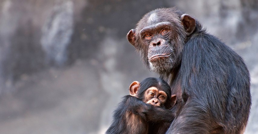 Zaista je tužno ono što se dogodilo s majmunima u zoološkom vrtu