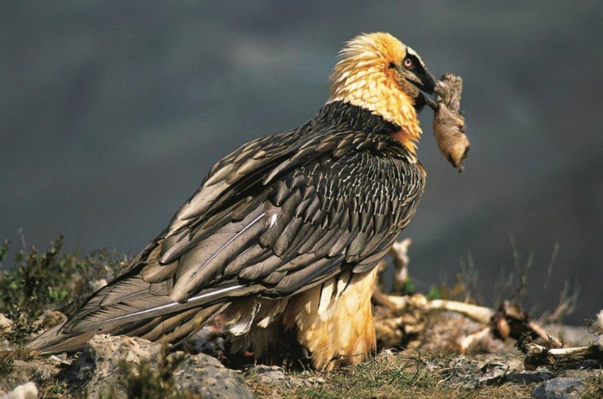 FOTO Kostoberine stoljećima čuvale ljudske predmete u gnijezdima